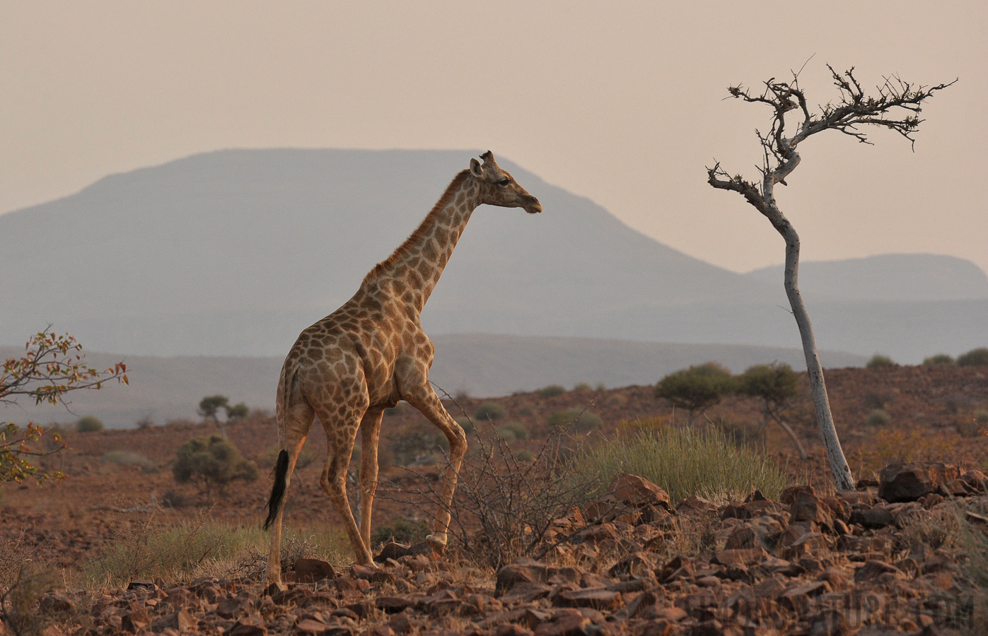 Giraffa giraffa angolensis [400 mm, 1/1000 sec at f / 9.0, ISO 1250]